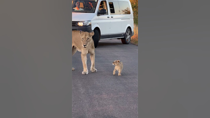 Tiny Lion Cub ❤️🦁 #amazing #nature #animals