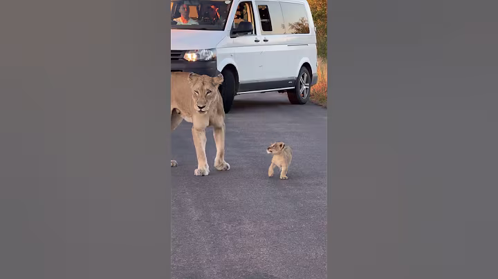 Tiny Lion Cub ❤️🦁 #amazing #nature #animals