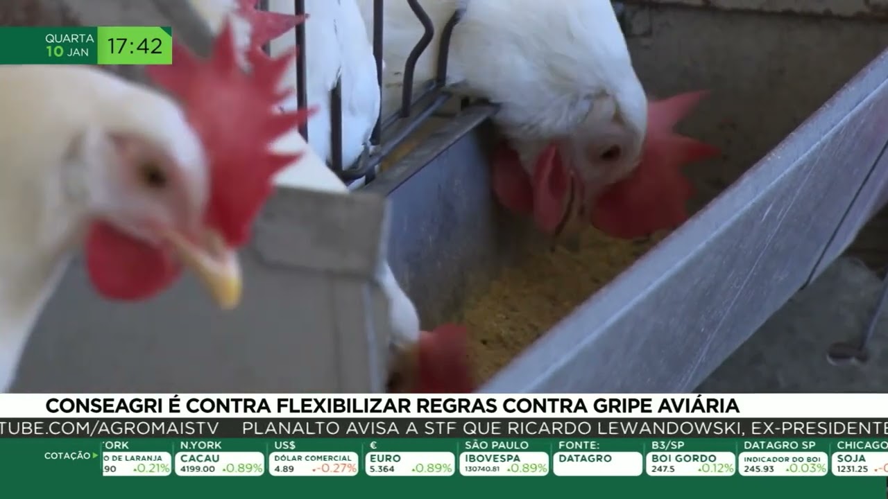 Conseagri é contra flexibilizar regras contra gripe aviária