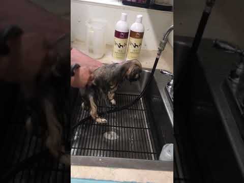 COMO BANHO um Lhasa Apso CACHORRO