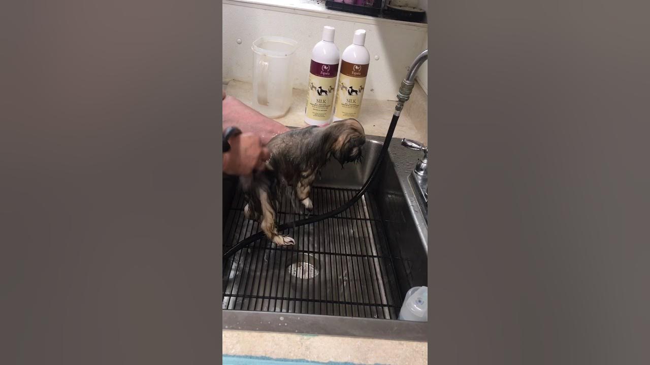 HOW TO BATH A LHASA APSO PUPPY YouTube