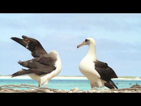 Dancing Laysan Albatrosses