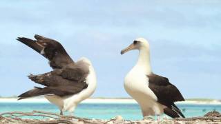 Dancing Laysan Albatrosses
