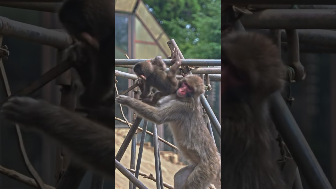 レモンくんと赤ちゃん好きなお猿さん