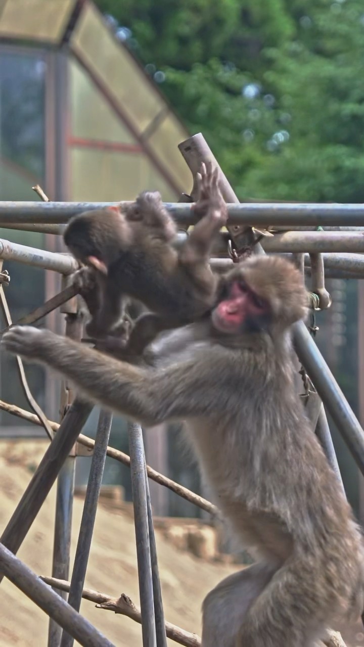 おさる Mt Takao Monkey Park & Wildflower Garden - YouTube