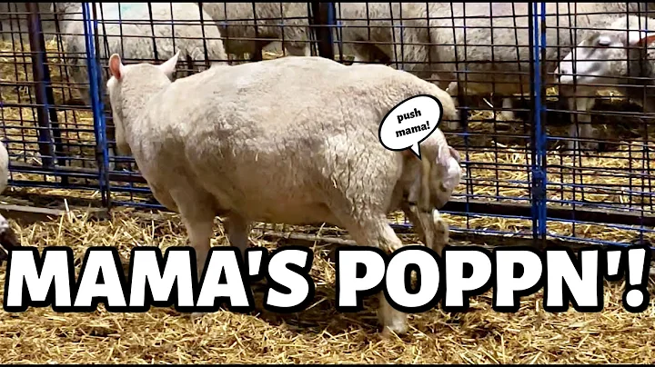 A LAMBING EXPLOSION!! | these mama's be poppin' no...