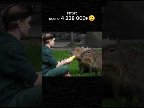 Сколько стоит содержать Капибару?