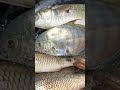 Night Spearfishing