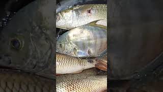 Night Spearfishing