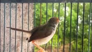 Prenjak lumut gacor | pikat Prenjak lumut paling ampuh