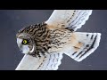 Nature Photography - Photographing Owls in Flight in Canada with the Sony A1