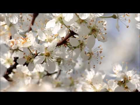 Guarda "Mixed Emotions" David Hollandsworth Music su YouTube
