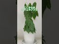 【植物屋の見習い】見習いの実験 乾いた植物に水をあげると…?#shorts #植物 #実験