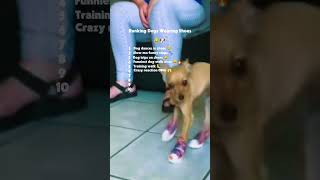 Ranking Dogs Wearing Shoes 😂🐶 | Funniest Moments Ever #shorts #funnydogs #petlaughs #rankingshorts