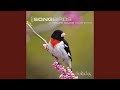 Miniature de la vidéo de la chanson Yellowthroat And Olive-Sided Flycatcher