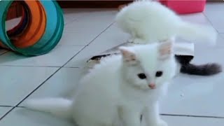 Kittens playing with their favorite toys