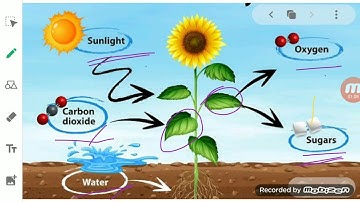 ClassVI Science 05 05 2020 by Ms Mridulata Upadhyay