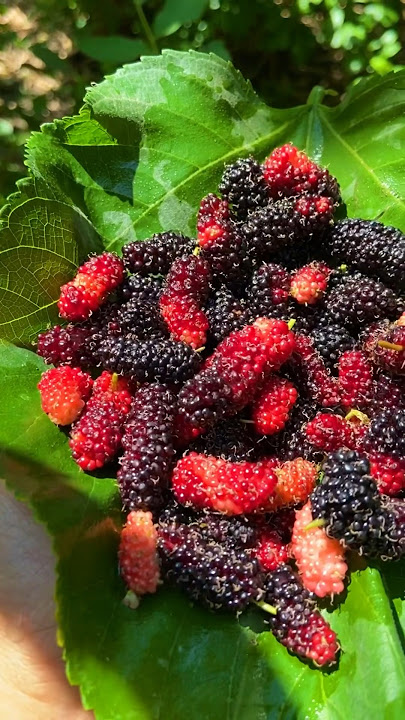 Benefits of mulberries for health #benefitsofmulberries #mulberries