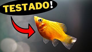 5 PEIXES FÁCEIS e RESISTENTES para ter no aquário