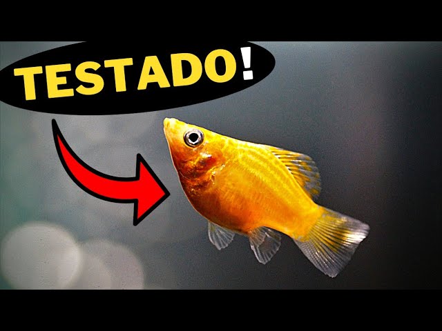 🔴20 PEIXES QUE VIVEM COM COBRINHA KUHLI, Mr. Betta