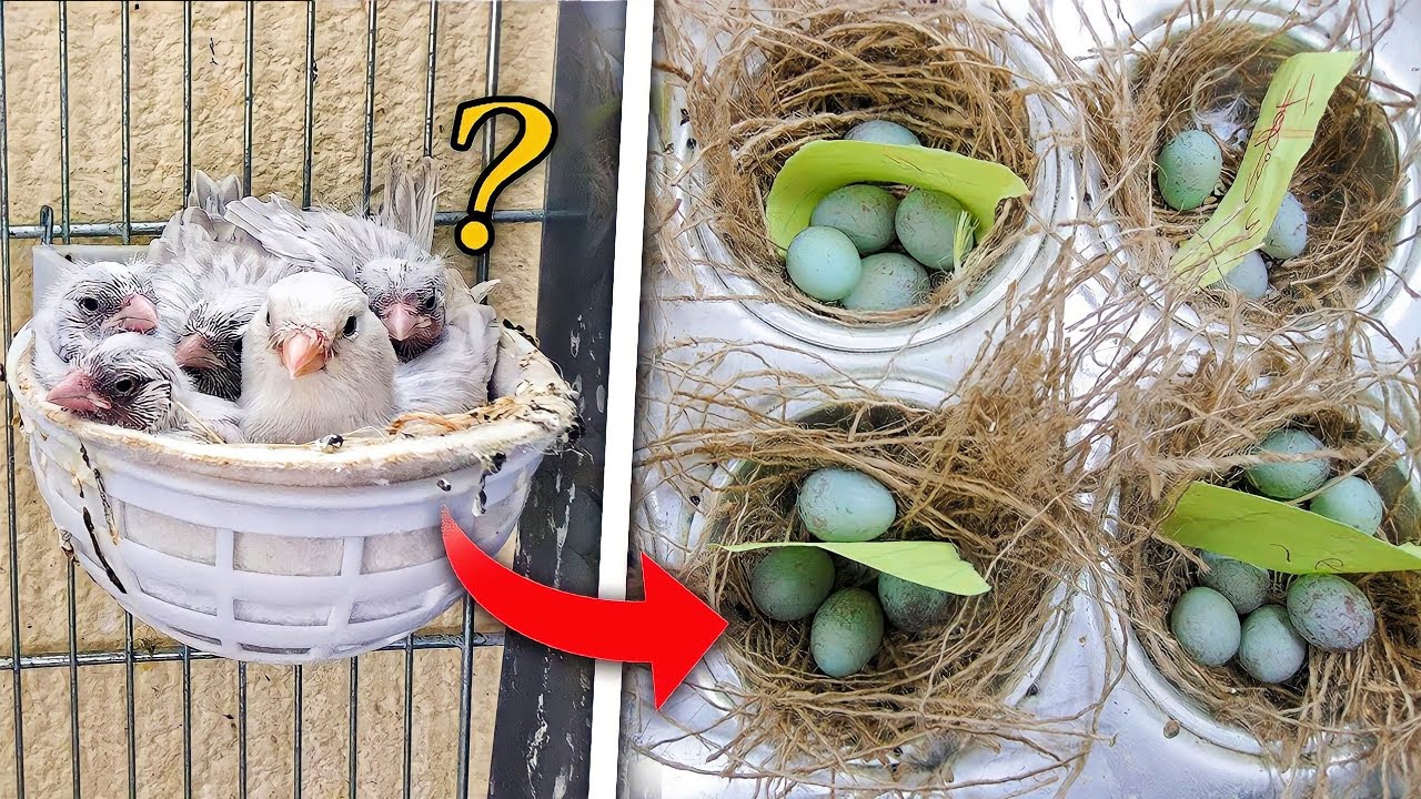 سر التعامل مع إناث الكناري لإنتاج فوق المعتاد