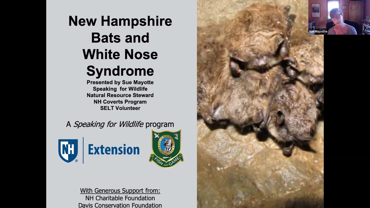 Nh Bat NH Bats and White Nose Syndrome - Webinar - YouTube