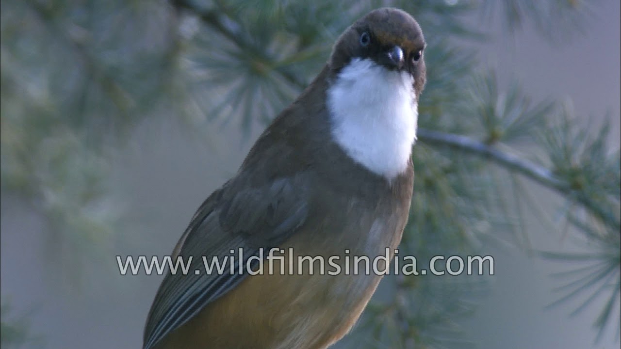 White-throated Laughingthrush at the Himalayas 