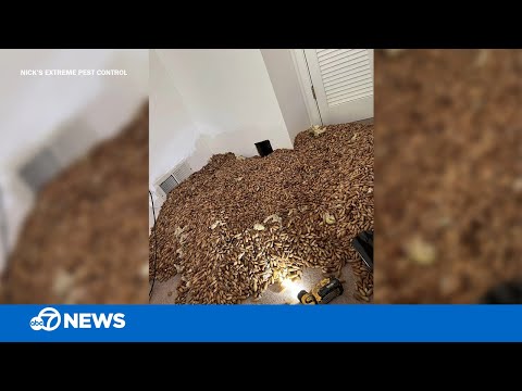 Woodpecker stored over 700lbs of acorns in walls of CA home, pest control company says