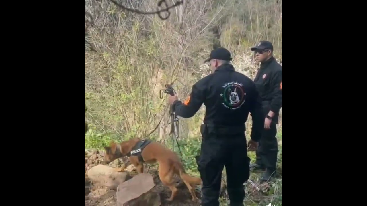 كلبي الدرك والأمن الوطني يرصدان أثراً مشبوهاً داخل “روكار”  البحث عن الطـ ـفلة المختفية سندس بشفشاون