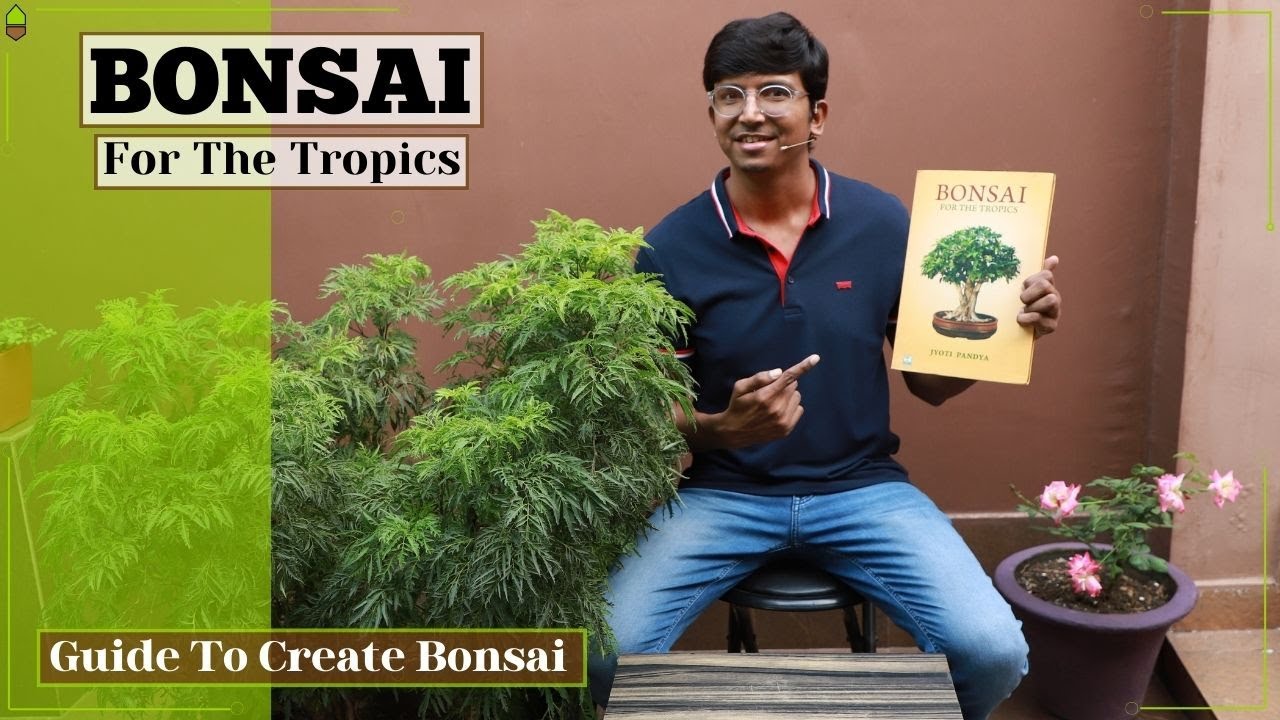 Bonsai For The Tropics Guide to Create Bonsai All About Bonsai