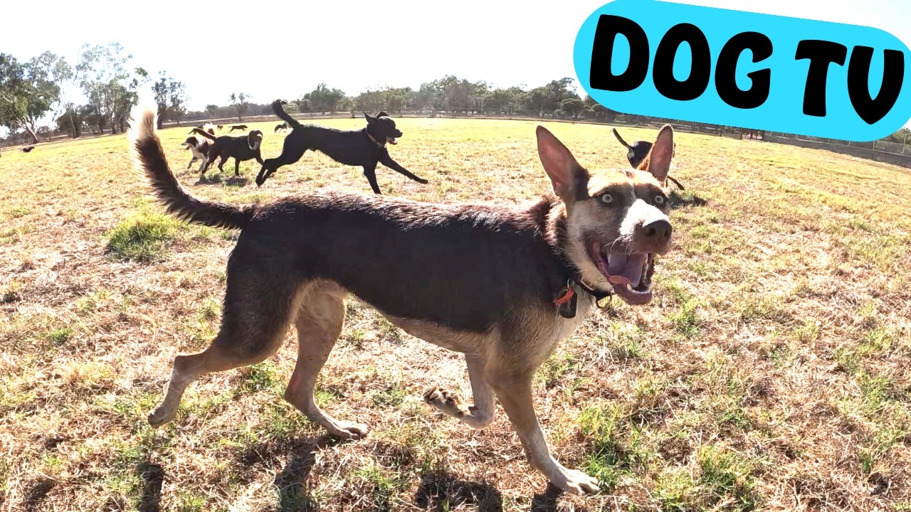 dog-tv-slow-motion-doggy-fun-new-dogs-youtube