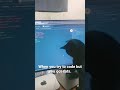 Me trying to accomplish work at home  but I got cats. [ day in live of a web dev ]