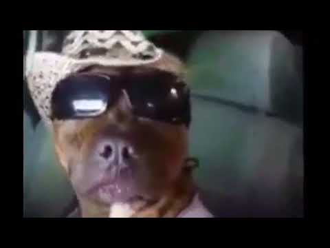 CANE CANTANTE NEOMELODICO - NEOMELODIC DOG SINGER - YouTube