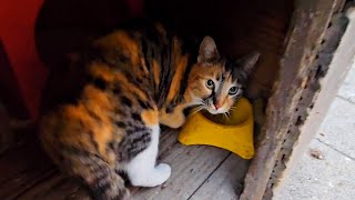 I surprised the hungry calico cat with delicious wet cat food by Cute Kittens 527 views 2 weeks ago 2 minutes, 18 seconds