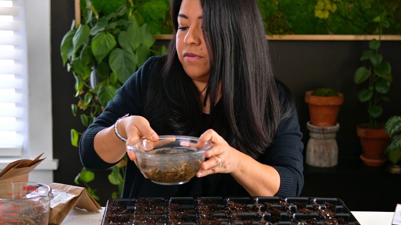 Freezing more Perennial Seeds (And let's give Ranunculus a Try) YouTube