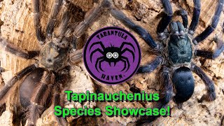 Tapinauchenius Species Showcase!