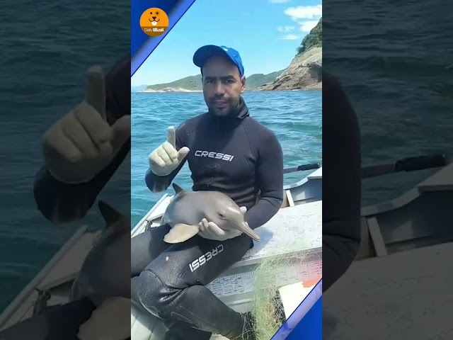 Scared baby dolphin rescued after getting caught in a net ❤️ class=