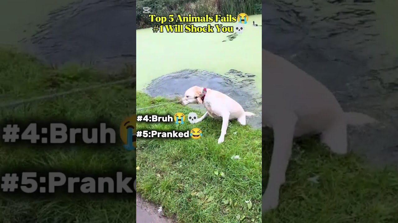 TOP 5 Animals Fails😭 Which Should be #1 Comment👇🏻 
