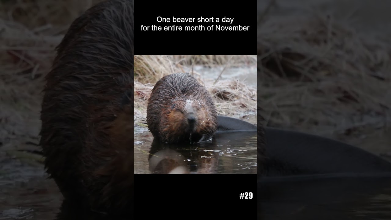 Beaver with ice on head