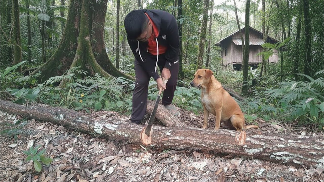 Traditional way of cutting methods |Fire wood|
