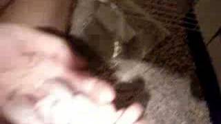 Django's Gerbil Babies day 8