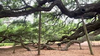 400+ Year Old Angel Oak Tree with support beams