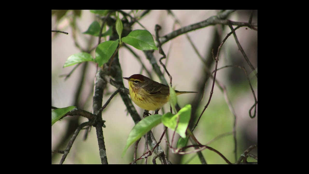 PALM WARBLERS an early migrant