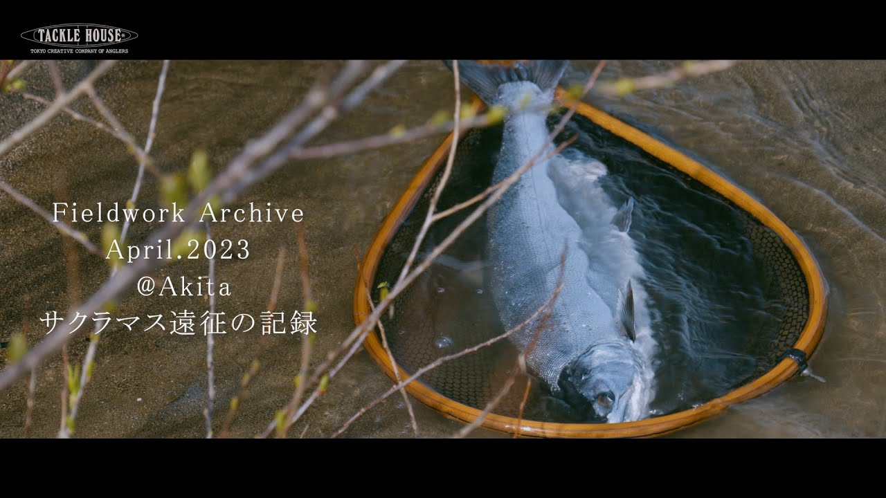 F.W.A】サクラマス遠征記録。秋田県米代川/2023年4月 - YouTube