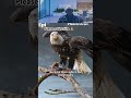 The bald eagle controls the land from the sky #animals #baldeagle
