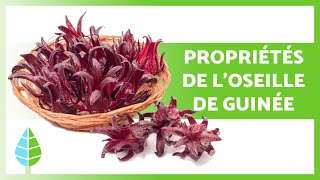 9 BIENFAITS de l'OSEILLE DE GUINÉE  🌺✅ (Propriétés médicinales, à quoi elle sert et doses)