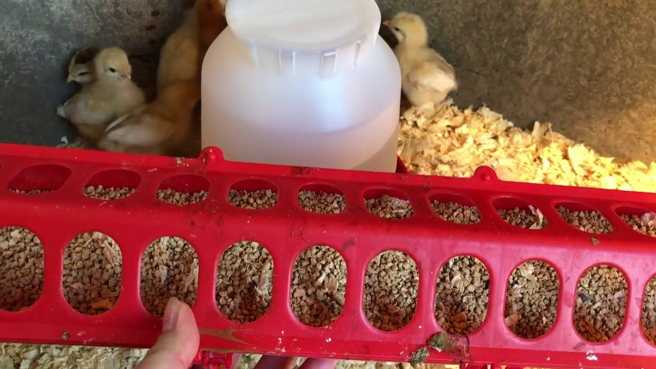 Chicken Diaries 2 How warm should I keep the chicks? With Kalmbach