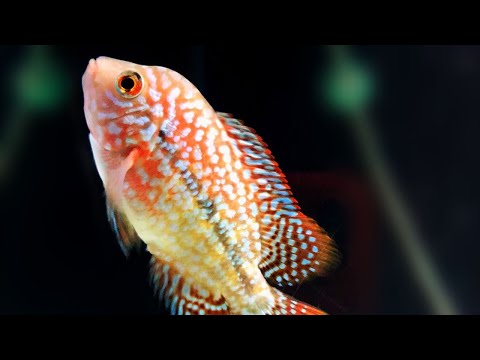 Kamfa Flowerhorn Grooming Tips