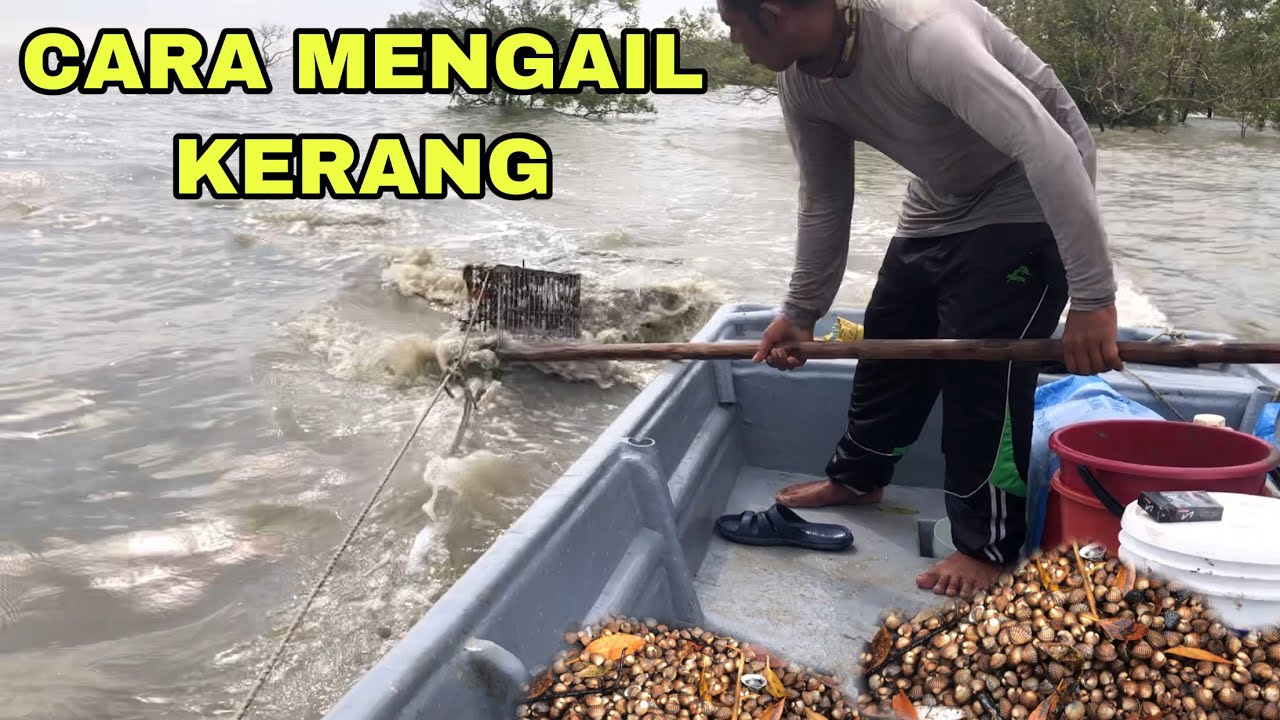 Cara Mencari Kerang Di Sungai Ternyata Begini Cara Pa vrogue.co