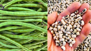 Börülce Tohumu Çimlendirme %100 Garantili Börülce Ekimi Nasıl Ve Ne Zaman Yapılmalı?